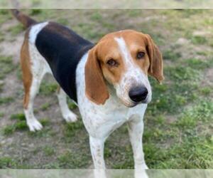 Coonhound Dogs for adoption in Virginia Beach, VA, USA