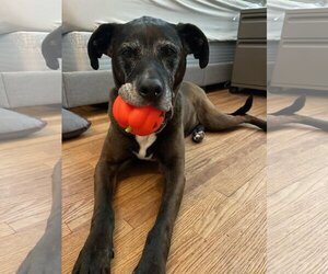 Chesador Dogs for adoption in Princeton, MN, USA