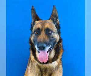 German Shepherd Dog Dogs for adoption in Pasadena, CA, USA