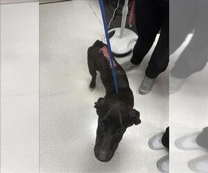 Great Dane Dogs for adoption in Conroe, TX, USA