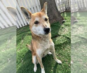 Shiba Inu Dogs for adoption in Fremont, CA, USA