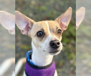 Chihuahua-Unknown Mix Dogs for adoption in Petaluma, CA, USA