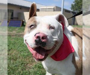 American Staffordshire Terrier-Unknown Mix Dogs for adoption in San Antonio, TX, USA