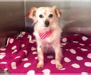 Chihuahua Dogs for adoption in Orange, CA, USA