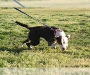 American Pit Bull Terrier Dogs for adoption in Holly Hill, SC, USA