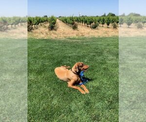 Doberman Pinscher Dogs for adoption in Oakley , CA, USA