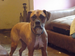 Boxer Dogs for adoption in Zaleski, OH, USA