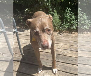 American Pit Bull Terrier-Unknown Mix Dogs for adoption in Aurora, CO, USA