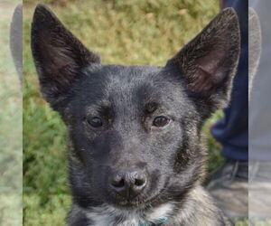 Schipperke-Unknown Mix Dogs for adoption in Huntley, IL, USA