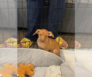 Chiweenie Dogs for adoption in Seal Beach , CA, USA
