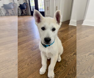 Siberian Husky-Unknown Mix Dogs for adoption in Plainfield, IL, USA