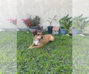 Chiranian Dogs for adoption in Escondido, CA, USA