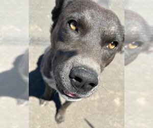 Labrador Retriever-Unknown Mix Dogs for adoption in HESPERIA, CA, USA