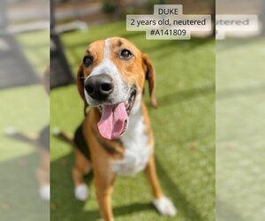 Treeing Walker Coonhound Dogs for adoption in Supply, NC, USA