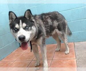 Siberian Husky Dogs for adoption in Downey, CA, USA