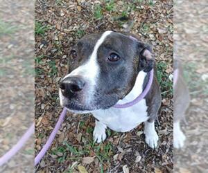 American Staffordshire Terrier-Pointer Mix Dogs for adoption in Fort Lauderdale, FL, USA
