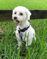 Medium Photo #1 Bichpoo Puppy For Sale in Davie, FL, USA