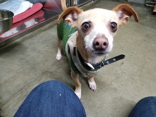 Chihuahua-Unknown Mix Dogs for adoption in Brooklyn, NY, USA