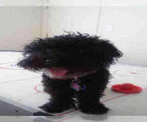 Poodle (Toy) Dogs for adoption in San Antonio, TX, USA