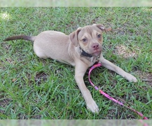 Pug Dogs for adoption in Glenwood, GA, USA