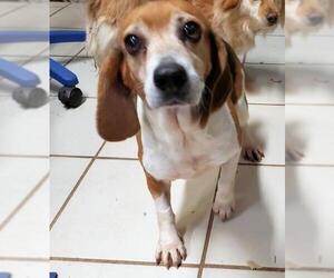 Beagle Dogs for adoption in Rock Hill, SC, USA