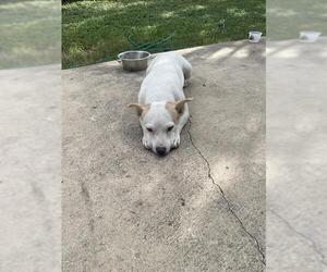 Mutt Dogs for adoption in San Antonio, TX, USA