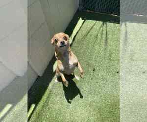 Chihuahua-Unknown Mix Dogs for adoption in Tempe , AZ, USA