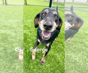Coonhound-Unknown Mix Dogs for adoption in Santa Monica, CA, USA