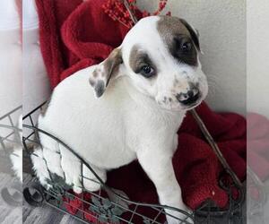 Boxer-Unknown Mix Dogs for adoption in San Diego, CA, USA