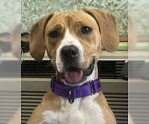 Beagle-Unknown Mix Dogs for adoption in Rustburg, VA, USA