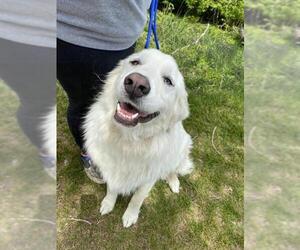 Great Pyrenees-Huskies  Mix Dogs for adoption in Woodstock, IL, USA