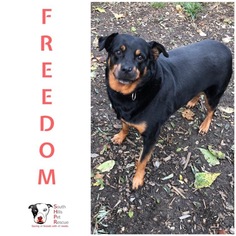 Rottweiler Dogs for adoption in South Park, PA, USA