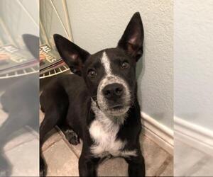 Australian Kelpie-Unknown Mix Dogs for adoption in Ben Wheeler, TX, USA
