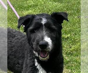 Bearded Collie-Unknown Mix Dogs for adoption in Yardley, PA, USA