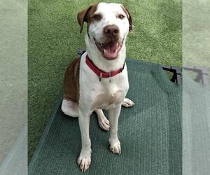 Mutt Dogs for adoption in Palmetto, FL, USA