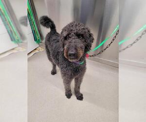 Airedoodle Dogs for adoption in Fairbanks, AK, USA