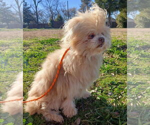 Shih Tzu-Unknown Mix Dogs for adoption in Chico, CA, USA