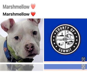 American Pit Bull Terrier Dogs for adoption in Akron, OH, USA