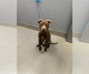 Medium Photo #1 Mutt Puppy For Sale in Las Vegas, NV, USA