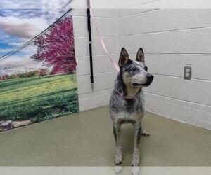 Australian Cattle Dog-Unknown Mix Dogs for adoption in Moreno Valley, CA, USA