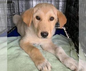 Golden Retriever Dogs for adoption in Von Ormy, TX, USA