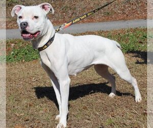 Bulloxer Dogs for adoption in Prattville, AL, USA
