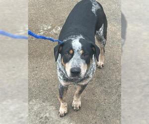 Mutt Dogs for adoption in Houston, TX, USA