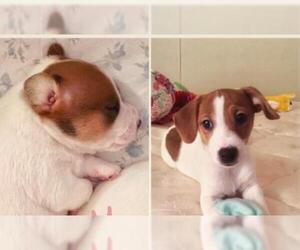 Jack Russell Terrier Dogs for adoption in Greenville, SC, USA