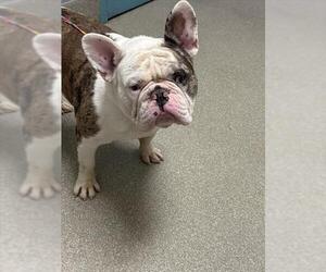 French Bulldog-Unknown Mix Dogs for adoption in Las Vegas, NV, USA
