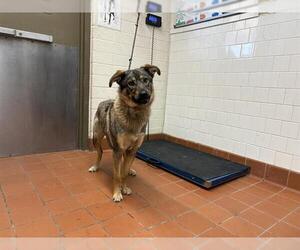 German Shepherd Dog Dogs for adoption in Camarillo, CA, USA