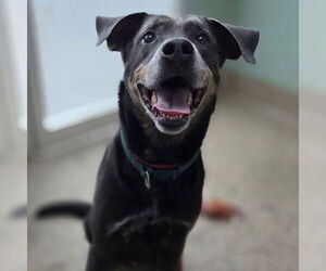 Mutt Dogs for adoption in Martinsburg, WV, USA