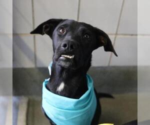 Pointer-Unknown Mix Dogs for adoption in San Antonio, TX, USA