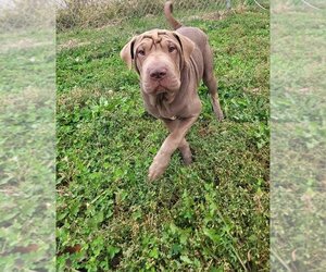 Chinese Shar-Pei Dogs for adoption in Fairfield, IL, USA