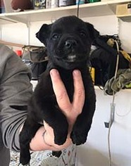 Australian Retriever Dogs for adoption in Chantilly, VA, USA